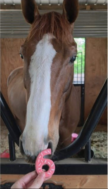 A chestnut horse with a big blaze stands in a stable while a hand offers a pink sprinkle decorated treat shaped like the number 6